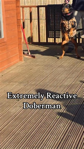 Extremely reactive Doberman #dogs | Adam Spivey