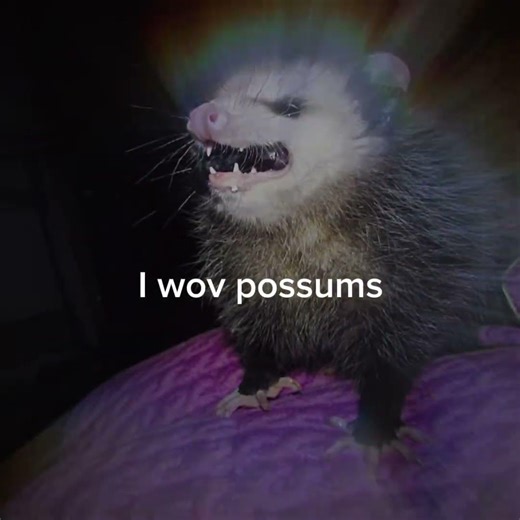Possums are just spicy bunnies:3