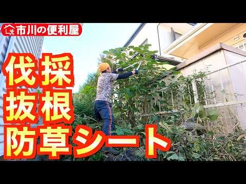 Tree removal 🌳 Root removal 🌲 Land leveling ☘️ Weed barrier sheeting [Weed barrier sheeting on a ...