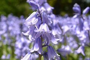 Bluebell Wood - Brooklyn Botanic Garden