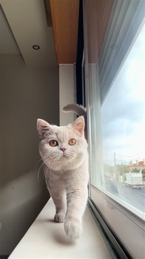 Catwalk! 😻 #kitten #britishcat #cat #pet #gatos