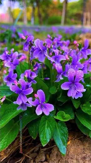 cute flowers 🌸 Peaceful Nature Escape