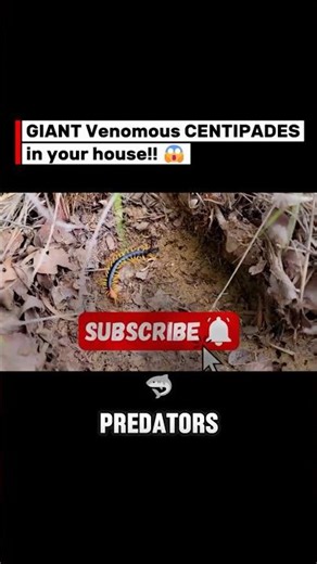 Giant Centipedes Invading Homes 😨 #shorts #centipede