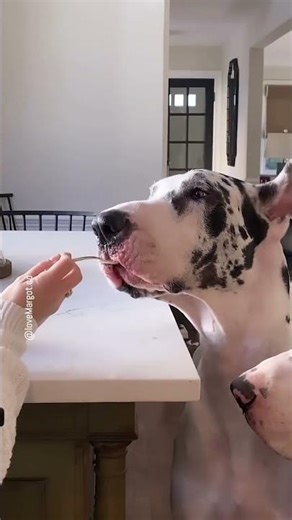 Proud of my dogs table etiquette 😜