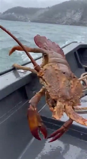 GIANT SHRIMPS Jumping Straight Onto Our Boat! 🦐🚢 #funny #memes #animals #wildlife #fishing