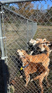 10K views · 164 reactions | Here’s a reel of our large dogs at...