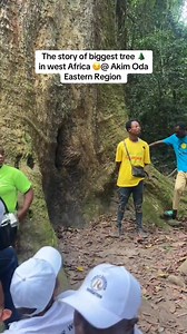 Biggest tree in west Africa is in Ghana 🇬🇭🇬🇭 | Habyba media