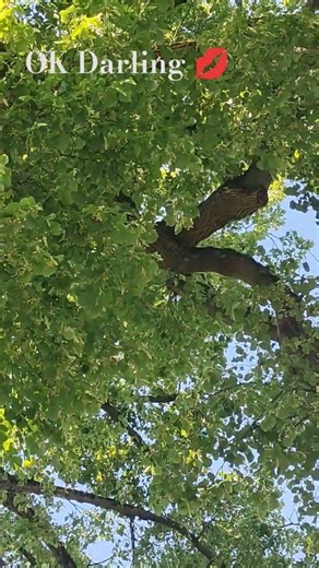 🇫🇷OK Darling, allons chercher de l'eau et des arbres ! 🌿