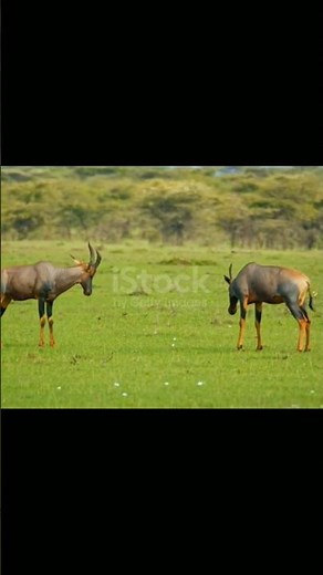 Tsessebe one of the way they communicate. #wildlife #animalfacts #animals #wildlifeentertainment
