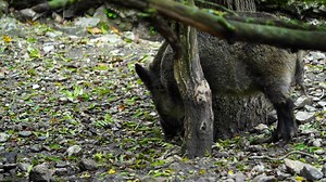 Download Video of Wild boar in zoo for free