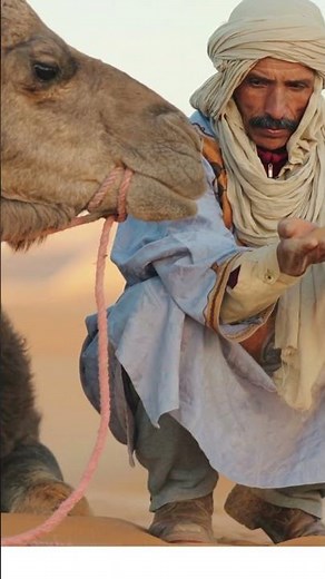 Discover the Remarkable Adaptations and Cultural Significance of Camels