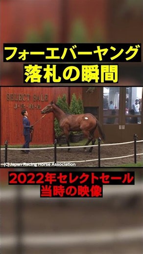 Dirt King Forever Young at the Select Sale as a Yearling #horseracing #horse #SelectSale #shorts