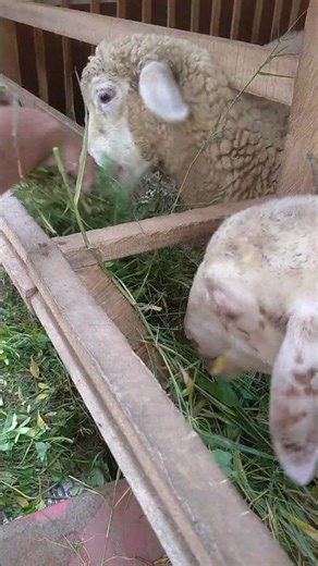 Relaxing sound of cute lamb eating 😍🐏 #animalshorts #animalsounds #relaxingsoundsheep