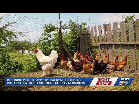 Boone County commissioners hatching plan to allow residents to keep chickens