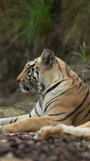 🐅 Tiger of Pench National Park – The Silent Monarch of the Jungle 🌿🔥