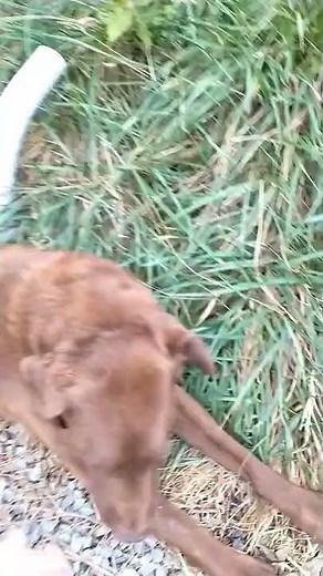 How to tell if your dog is having a seizure and what to do.