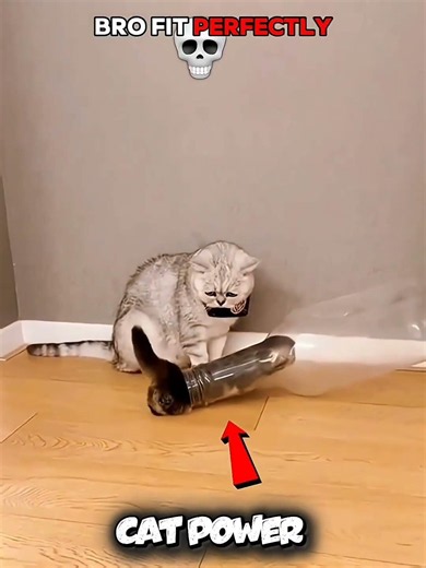 #cat power