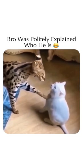 trend mintz on Instagram: "The post showcases a 20-second viral clip of a large Serval cat asserting dominance over a cowering white domestic cat by placing a paw on its chest, accompanied by a dramatic voiceover where the wild feline claims to be the "fifth generation of big cats" to enforce hierarchy. Originating from the "voiceover animal" trend where creators dub human dialogue over pet interactions, this specific audio highlights the size and instinctual gap between wild and domestic feline