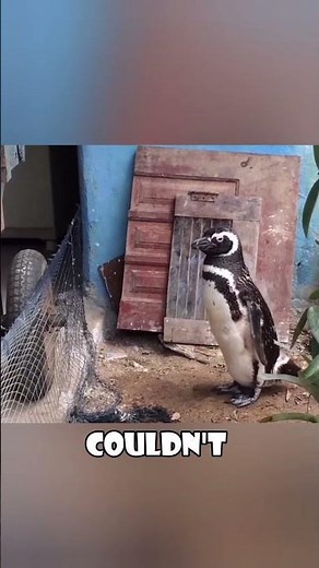 Penguin Swims 5000 Miles Every Year to Visit His Human Best Friend #animals #love