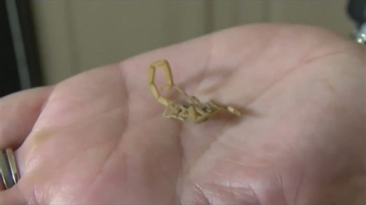 Scorpion Season: How to keep them out of your home