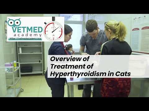 Overview of the Treatment of Hyperthyroidism in Cats