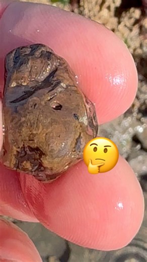 Tiny fossil coprolite surprise⁉️#fossilhunter#beachfinds#fossils