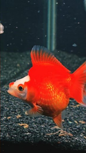 Bright Orange Ryukin Goldfish | Stunning Aquarium Short