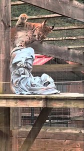 1.2K views · 39 reactions | Sasha is ready to unwind and get silly...