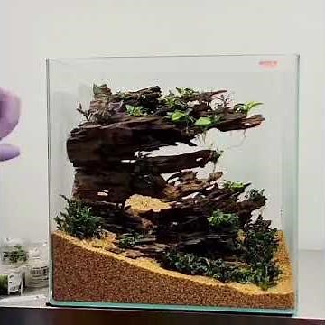 African dwarf frog - 90 liter cube
