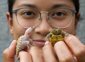 Shell-shockers! Local officials unveil ultra-rare albino, two-headed turtles