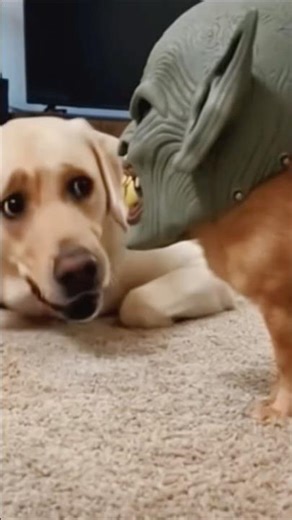 Dogs’ Hilarious Reactions To Mask 😂🐶 #shorts #dog