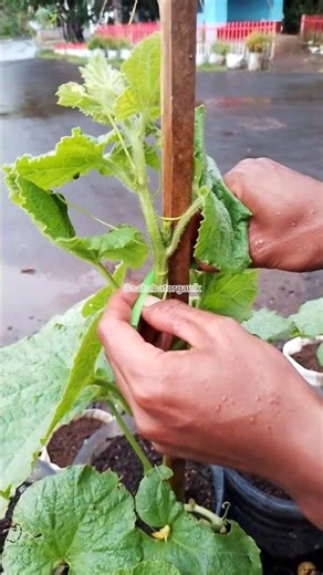 Utilizing used straws, making them multifunctional items😱⁉️#gardeningtips #zerowaste