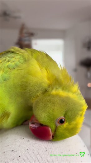 His Giggles are so Contagious🥹.. #fyp #birds #explore #reels #giggles | bird