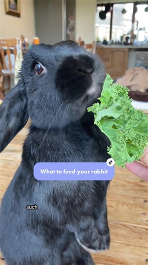 Hazels Diet: Tips for Feeding Your Bunny