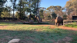 4.1K views · 422 reactions | It's always a nice start to the day when you're greeted first thing in the morning by Black Rhino Mpenzi. | Taronga Western Plains Zoo | Facebook