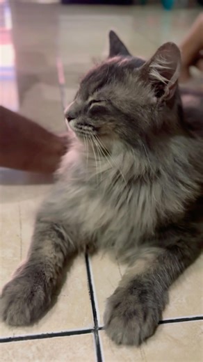 Cute gray Angora cat after the monitor asks to be stroked #funny #cat #kidsvideo #cute #funny #cu...
