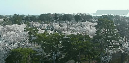 高田城址公園ライブカメラ | 新潟県上越市本城町 | ライブカメラJAPAN FUJIYAMA