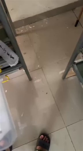 Pangihutan Lumban Tobing on Instagram: "Pastel enchi Leo spotnose clown 50% het DG Jantan Ball python premium morph, warna keluar semua, pattern rapi dan sehat aktif. Cocok banget buat koleksi kamu yang suka reptil berkualitas. Siap pindah tangan ke adopter yang serius dan sayang 😍🩵" #BallPythonPremium #BallPythonMorph #PremiumMorph #ReptileLover #ReptileIndonesia BPIndonesia BallPythonID EksotikPet ReptilCantik HobiReptil ReptileForSale ReptileCommunity PecintaReptil"