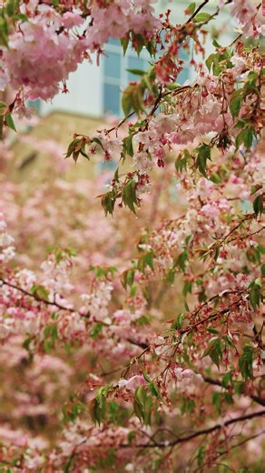 6.9K views · 99 reactions | Spring has sprung on campus, but not without April showers! ☔️ We’re thrilled to begin a new season of blooming flowers, green leaves, and spring outfits. Comment below what you’re most excited for in this spring season! 請 | Liberty University | Facebook
