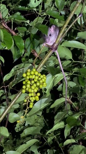Bush Rat Foraging for Fruits in the Jungle