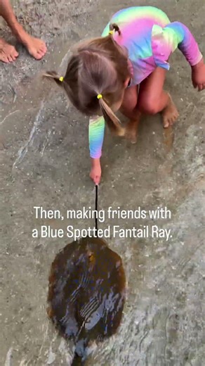 Feeding Sharks at Irukandji Shark & Ray Encounters | Brave Toddler