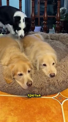 Why Doesn't This Dog Want to Sleep Separately?