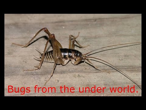 How to get rid of spider crickets/sprickets
