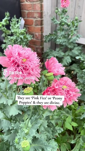 Growing Poppies: A Gardener's Delight