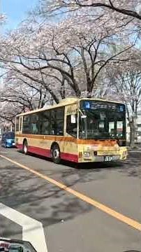 Sagamihara City Hall Street is lovely during cherry blossom season!