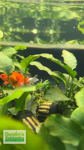 GOLDFISH ANUBIAS BASIN! Check out our LARGE VARIETY of ANUBIAS! Tie or glue them to a rock or driftwood for them to thrive! Shop Now! TANK ON! ANUNIAS VARIETIES 👇 https://dustinsfishtanks.com/collections/anubias #anubias #anubiasplant #dustinsfishtanks #tankon #aquarium #aquariums #aquascape #aquascaping #aquariumplants #scape #aquariumhobby #fishtank #freshwateraquarium #plants #plantlife #planted #plantedtank #plantedaquarium #aquascape #aquaticplants #love #loveit | Dustin's Fishtanks