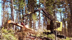 Montana-based Bull Creek Forestry operating a new Tigercat LH822C harvester in a selective felling application. Source: Tigercat forestry equipment | Forestry Equipment in Action