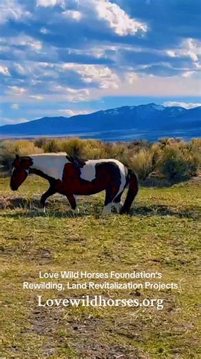 This is what rewilding looks like. This is what hope looks like.Join the movement, stand for the wild, and help unleash the power of rewilding!Love Wild Horses!®️©️To save the #Wild #horses & #Wild #Lands with us To learn more, donate land or or become a LWH Supported Equine ReWilding, Climate & Wildfire Protection, Healing Land partner, funding or to volunteer pls visit our nonprofit site: lovewildhorses.orgLet them Live- Love Wild Horses!®️Lovewildhorses.orgWild Horse Protection Act Fb #StopTh