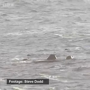 32K views · 511 reactions | Sleepy sperm whales spotted off the Isle of Lewis.  bbc.in/2gKQQKk | BBC Scotland News | Facebook