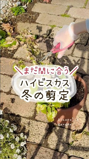ハイビスカス🌺冬越し #pr #ガーデニング #国華園